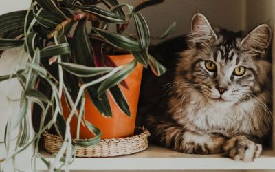 Insuring your pet – Is it something you should do?