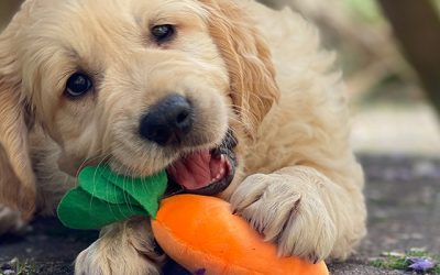 The first things you need to do with your new puppy