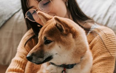 Rehoming a Rescue Dog