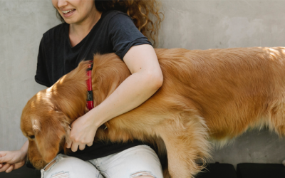 Train your dog for life