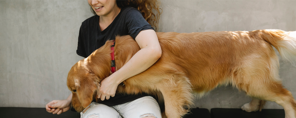 Train your dog for life